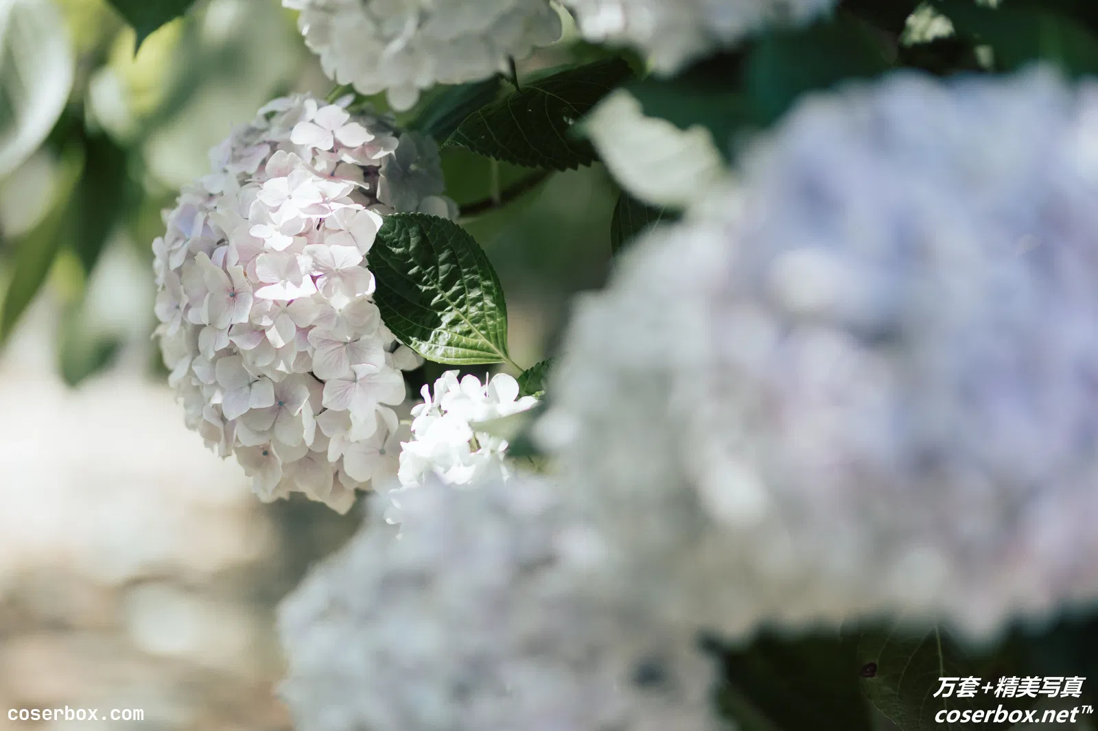 [YITUYU艺图语] 2021.09.06 NO.251 无尽夏 胡莅雅 [22P-89MB]