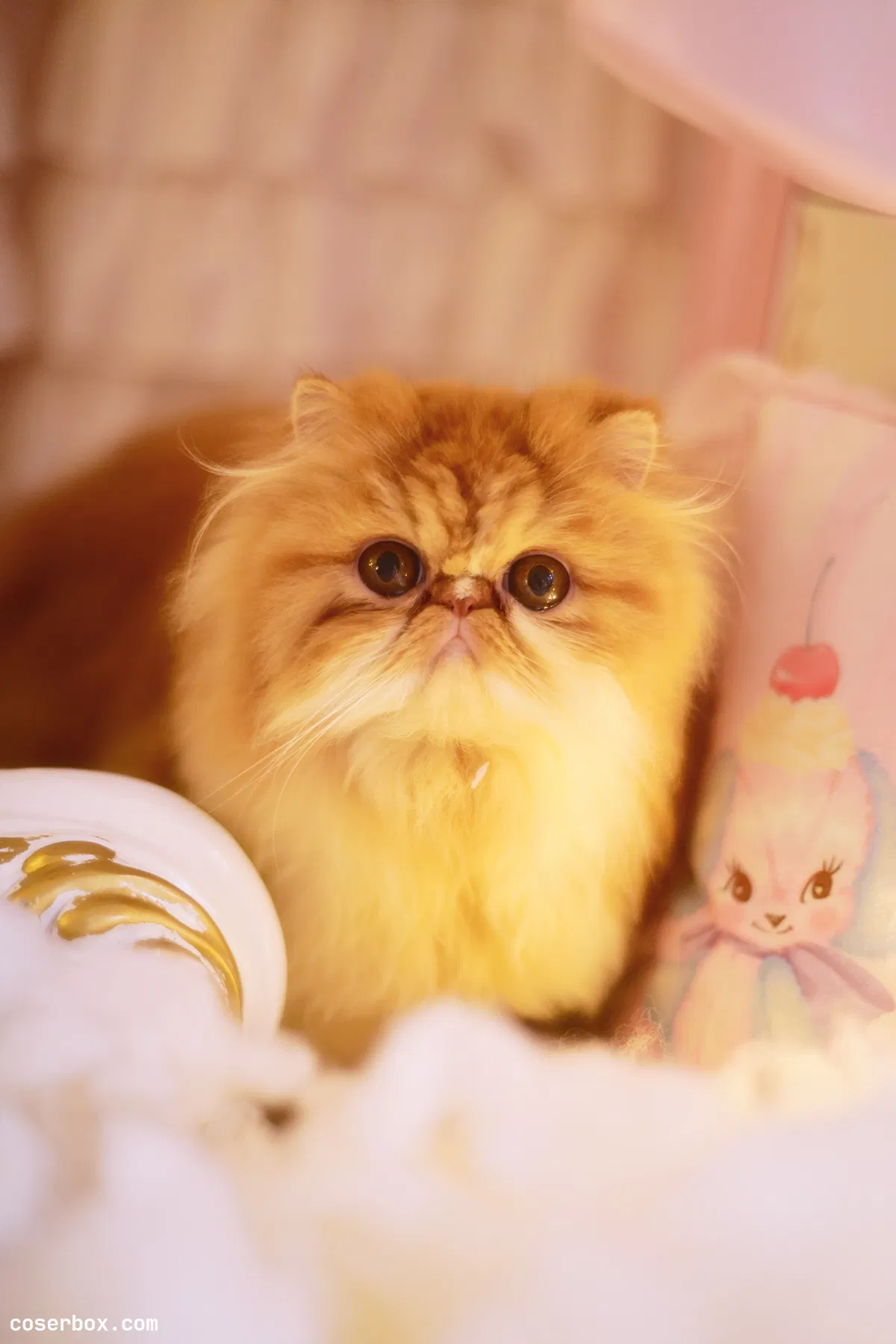 鳗鱼霏儿 NO.045 猫[20P-197MB] - 2