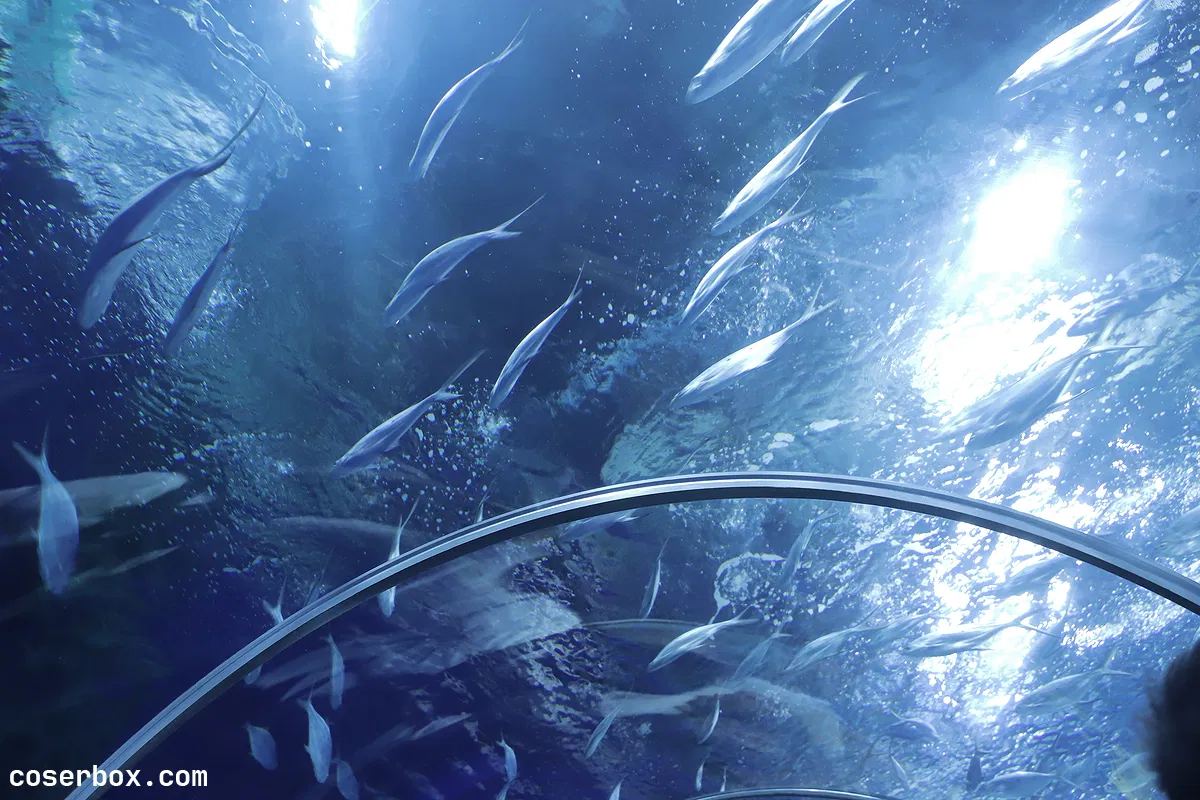 Shika小鹿鹿 NO.023 生日作 [65P 173.91MB] - 1