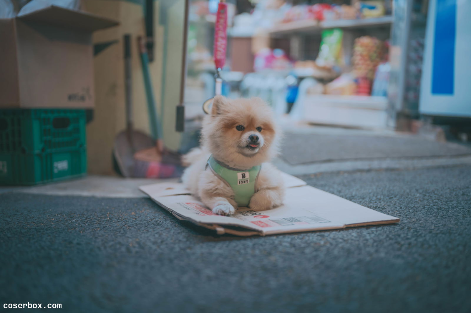 DJAWA NO.200 Mimmi Your Panties [325P 4.19GB]