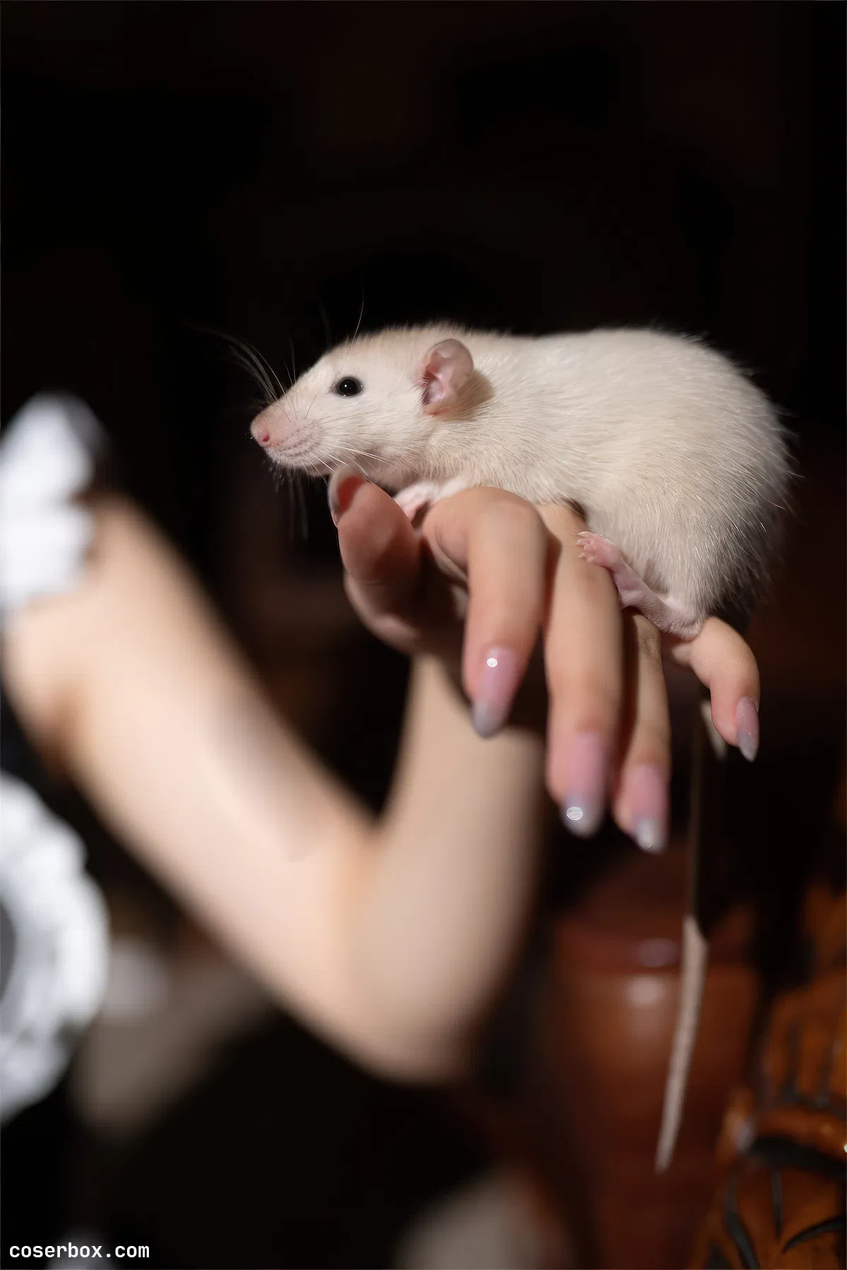 花铃 NO.023 马戏团芭蕾 – 吊带袜高叉 - 2