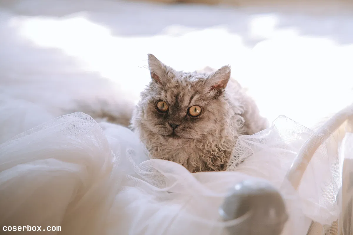 日奈娇 2024.04.15 猫娘女仆 - 1