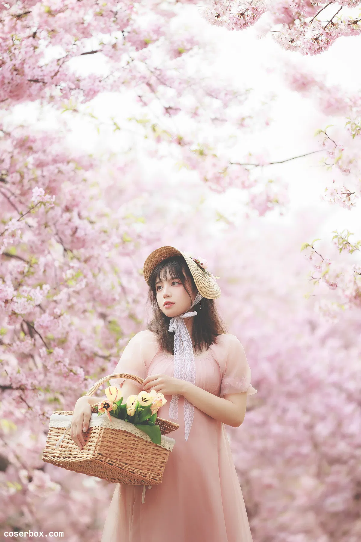 贰加六 2024.08.06 樱之浪漫 - 2