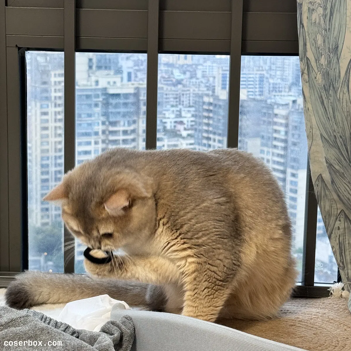 眼酱大魔王w 2024.11.01 Fantia 24年6月合集 - 2