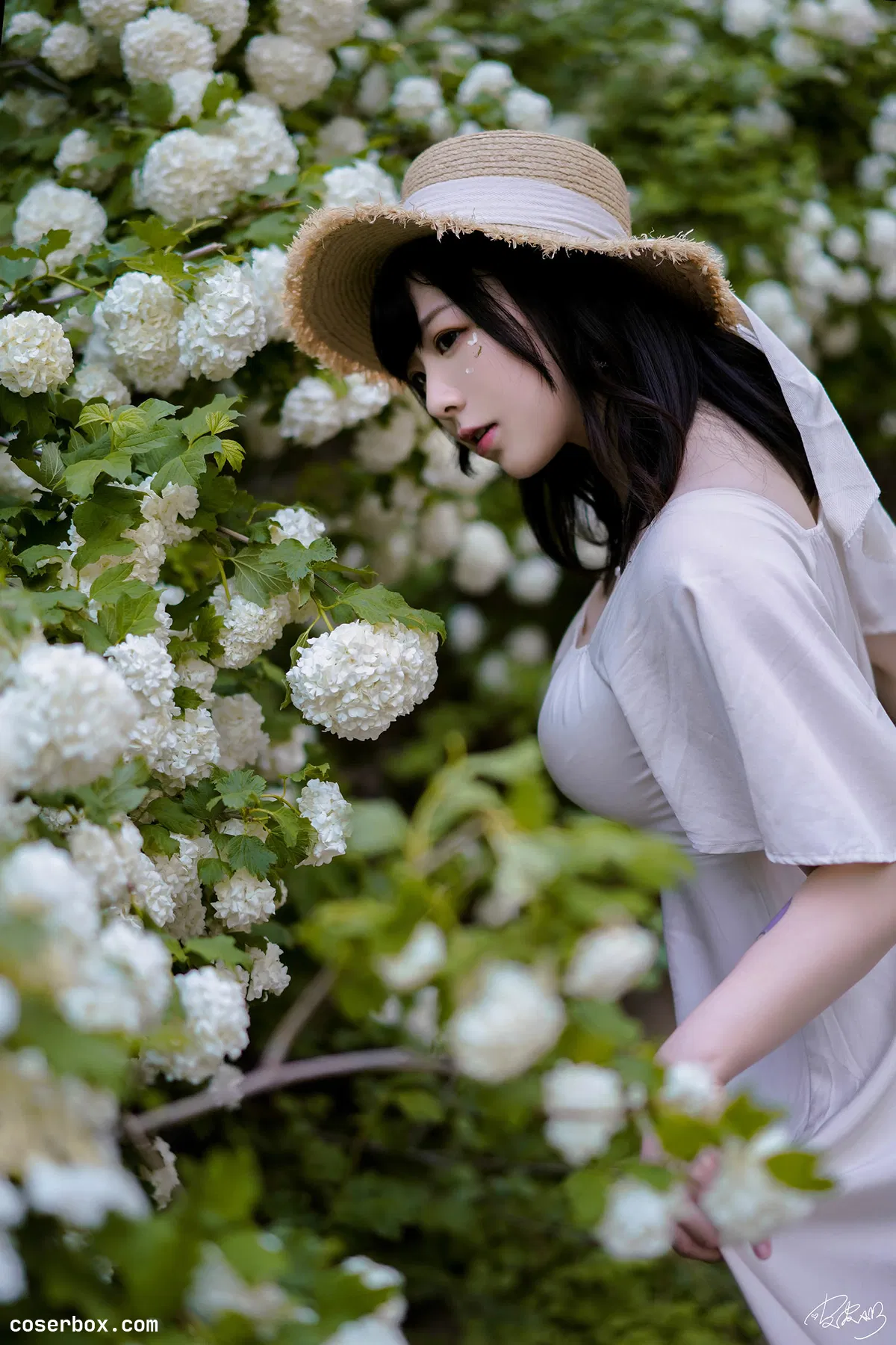 皮皮奶可可爱了啦 2025.12.23 绣球花 - 1